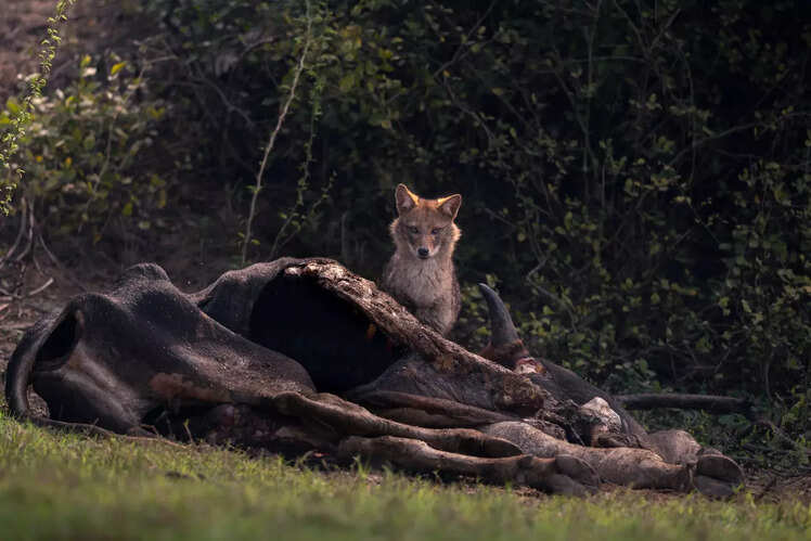 Kanha National Park, Madhya Pradesh