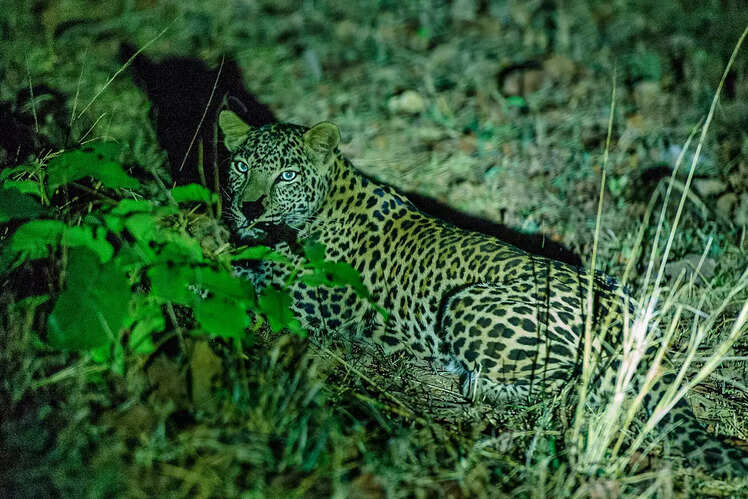 Bandhavgarh National Park, Madhya Pradesh