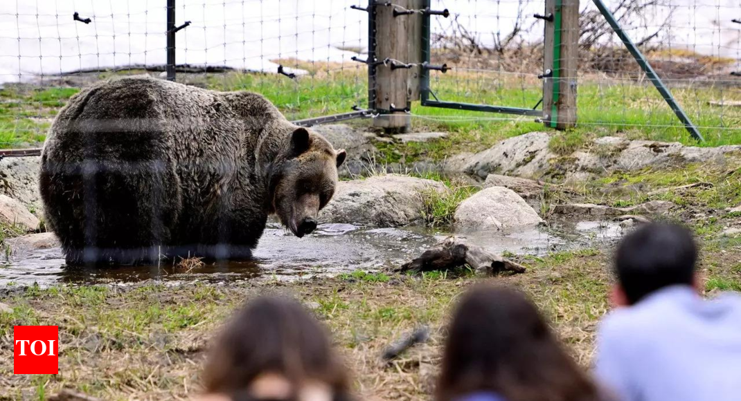 Vietnamese Police Net Biggest Bear Bile Haul Times Of India