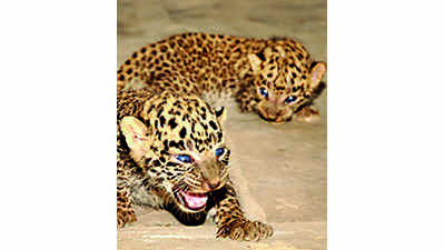 Two leopard cubs sighted in Betla, PTR mgmt issues alert
