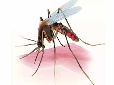 Artificial light may become a new weapon in the fight to control malaria