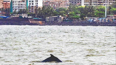 Maharashtra to carry out dolphin population estimate study