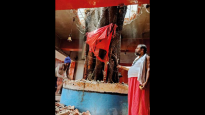 Prayagraj temple priest chooses old tree over new roof, says cutting it would be a sin