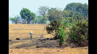 ‘5 lakh trees planted at Mopa have 75% chance at survival’