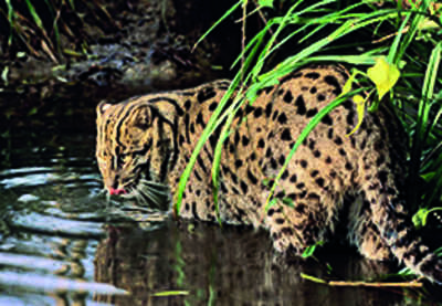 176 fishing cats spotted in Chilika in 1st population census