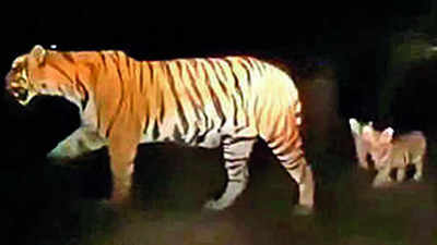 Uttarakhand: High alert in Rudrapur after tigress, 2 cubs spotted