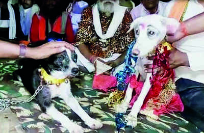 Dogs Marriage Solemnized In Hamirpur's Saunkhar Village | Kanpur News -  Times of India