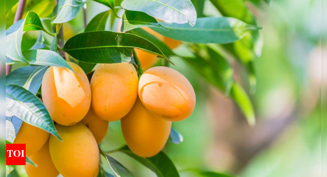 Why is the world's demand increasing for Indian mango Times of India