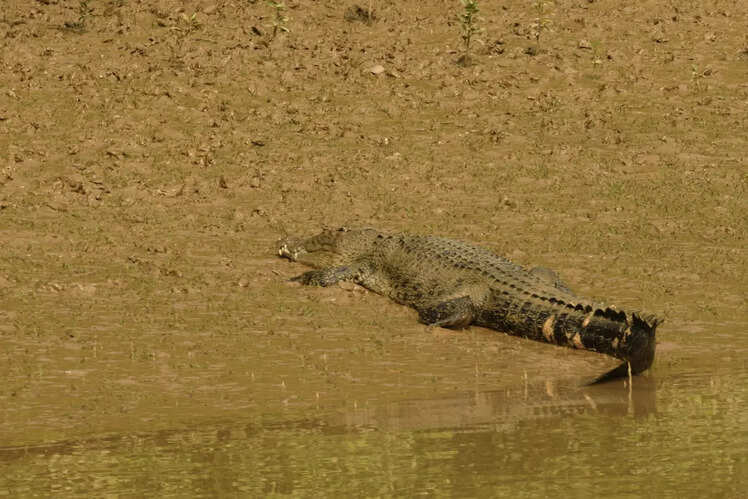 Spot crocodiles while boating through the mangroves