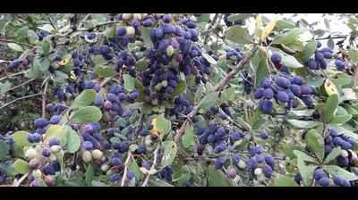 Wild berries of Mussoorie 'fading into oblivion'