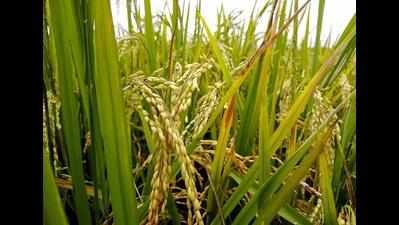 Salt-tolerant rice varieties to boost paddy cultivation