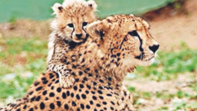 Madhya Pradesh: 4-5 cheetahs likely to sprint in Kuno-Palpur National Park by August