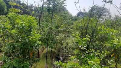 Urban forests spread their canopy in Davanagere