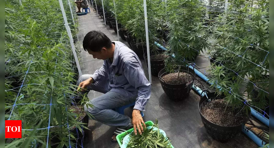 thailand:  Thailand becomes first nation in Asia to decriminalise marijuana – Times of India