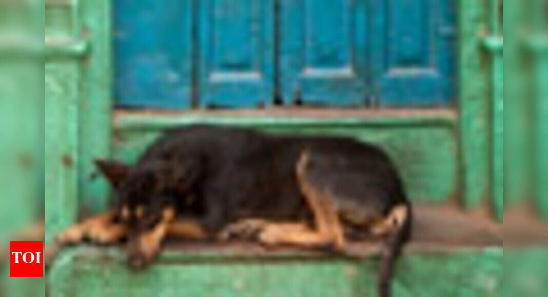 A dog with no name - Times of India A dog with no name - Times of India
