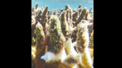 Maharashtra: Sites across 35ha to see coral reef restoration
