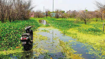 Chennai: What are street lights doing in Puzhal, Korattur lakes?