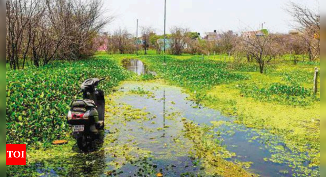 chennai-what-are-street-lights-doing-in-puzhal-korattur-lakes