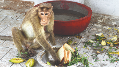 Chennai: Bonnet macaque first inhabitant of new rescue centre