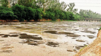 Delhi: Why Najafgarh drain may be next eco-tourism hub