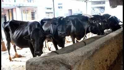 Dehradun Municipal Corporation to notify dairy act to regularise establishments