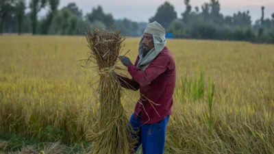 Explainer: Why India holds the key to global rice market outlook