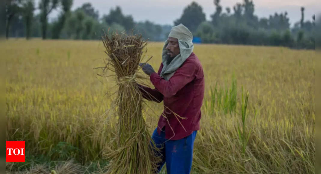 Explainer: Why India holds the key to global rice market outlook – Times of India