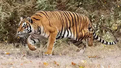 National Tiger Conservation Authority nod for Uttar Pradesh’s fourth tiger reserve in Chitrakoot’s Ranipur