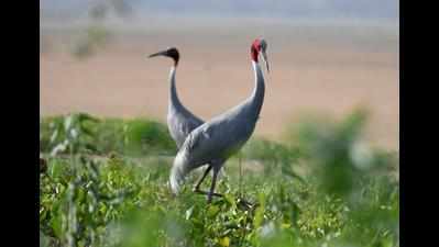 Nagpur: Sarus cranes to be counted on Saturday and Sunday in Gondia and Bhandara