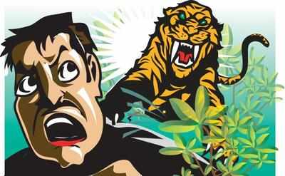 Chandrapur: Tiger kills shepherd in Tadoba
