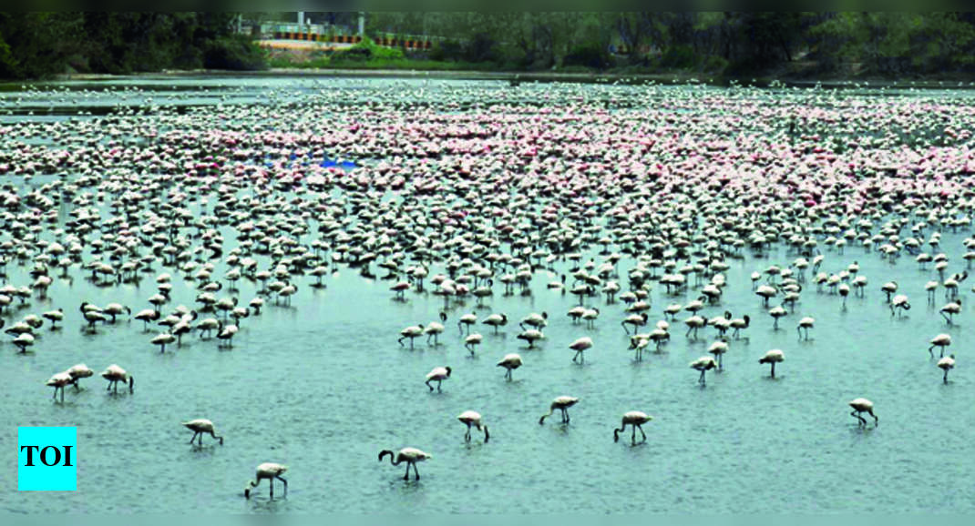 Dps Lake: Dps Lake To Be Conserved As Abode For Flamingos | Navi Mumbai