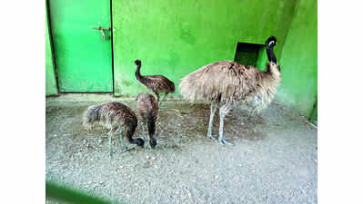 Three emu chicks born in Rajkot zoo