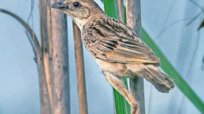 Bristled Grassbird, a rare sight, back at Surajpur wetland to nest & breed