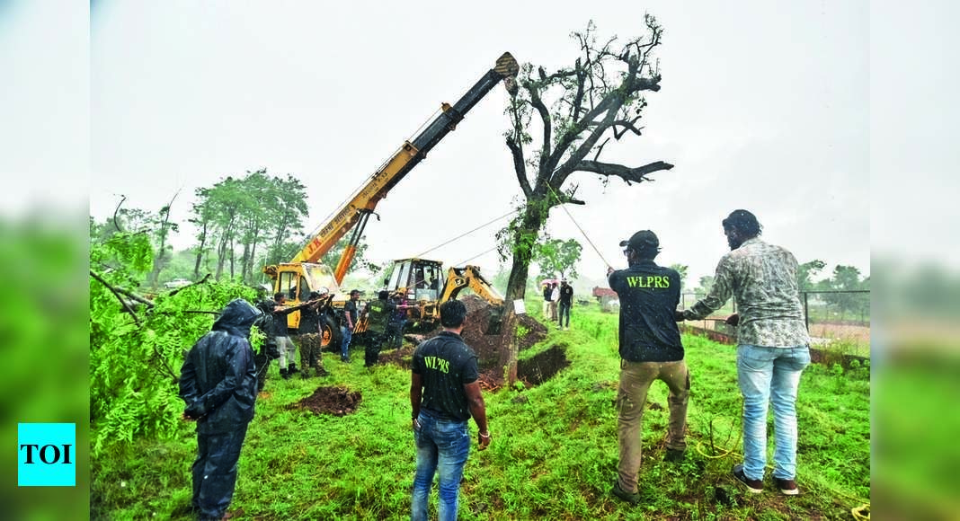 Kolhapur: In Kolhapur, 2 Trees Replanted On Agricultural College Campus ...