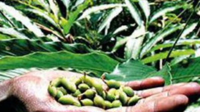 Cardamom Hill Reserve facing climate change threat: Experts