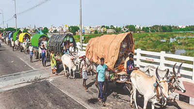 Tamil Nadu: Fulfilling vow, 1,000 villagers ride 100 bullock carts to temple