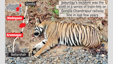 Speeding train knocks tiger dead on Gondia-Ballarshah section