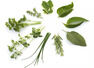 Common leaves that are said to speed up weight loss
