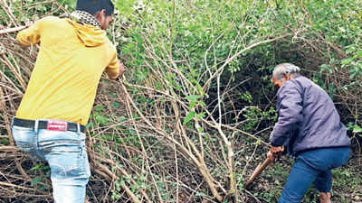 Weeding out the invaders: New method to clear Delhi's Asola sanctuary of unwanted growth