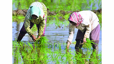 Andhra Pradesh plans cultivation in 1 crore acres for kharif; paddy gets 50% share