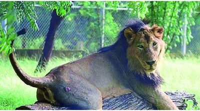 Uttar Pradesh: Etawah safari lion Manan who sired many cubs dies