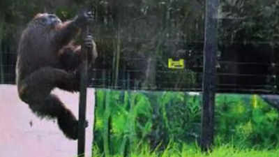 Alipore zoo lines up additional safety measures, to raise height of wall around chimp enclosure