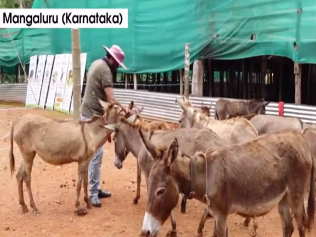 Karnataka: Software engineer quits job to open ‘Donkey Milk Farm’ in  Mangaluru