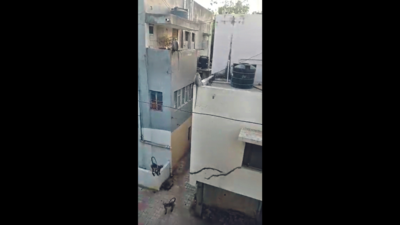 Ahmedabad: Simians menace Pragatinagar