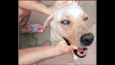 Kolkata: Ailing cop sniffer dog waits for Chennai trip permission