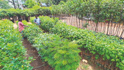 Green Tamil Nadu Mission: Planting of saplings likely to begin by July-end