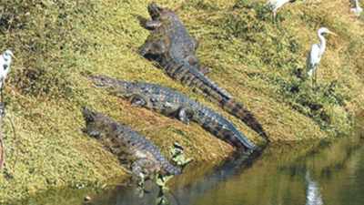PIL seeks to stop transfer of 1,000 crocodiles from Chennai park