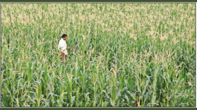 Maize acreage goes up in Mysuru and Chamarajanagar as prices rise
