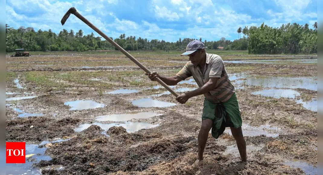 Sri Lankan Army to cultivate barren land to ramp up food production – Times of India