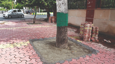 Noida: After NGT’s order, tiles around trees removed